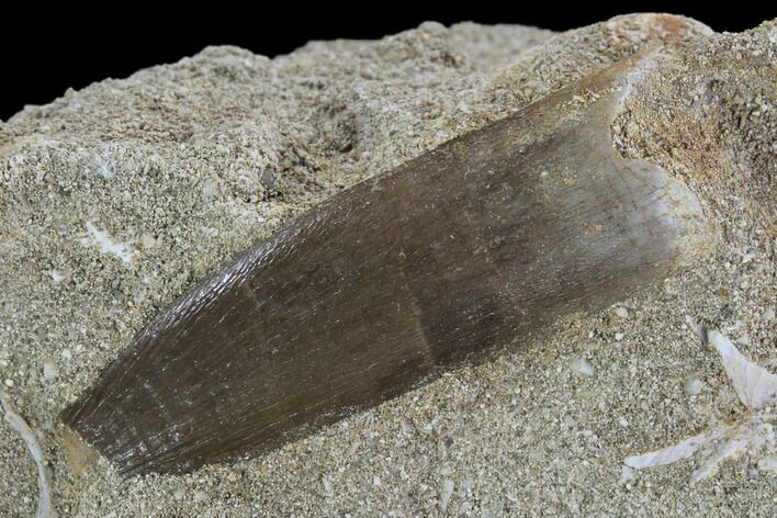 Fossil Plesiosaur (Zarafasaura) Tooth In Rock - Morocco #95089